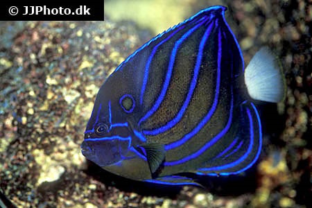 Poster Bluering angelfish - PIXERS.US