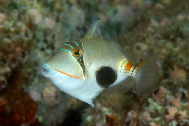 Rhinecanthus Verrucosus Blackbelly Triggerfish 