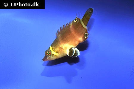 Yellow Banded Possum Wrasse: Saltwater Aquarium Fish for Marine Aquariums