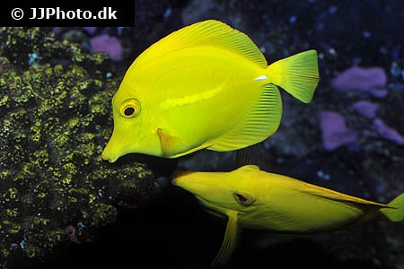 Zebrasoma Flavescens Hawaii Doktorfisch Zebrasoma Flavescens Hawaii Doktorfisch